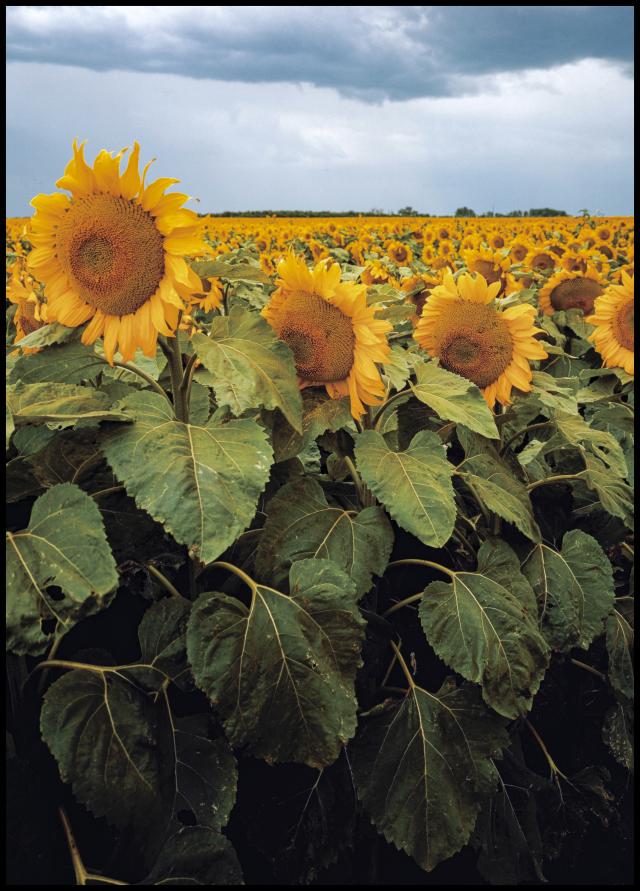 Sunflowers Juliste