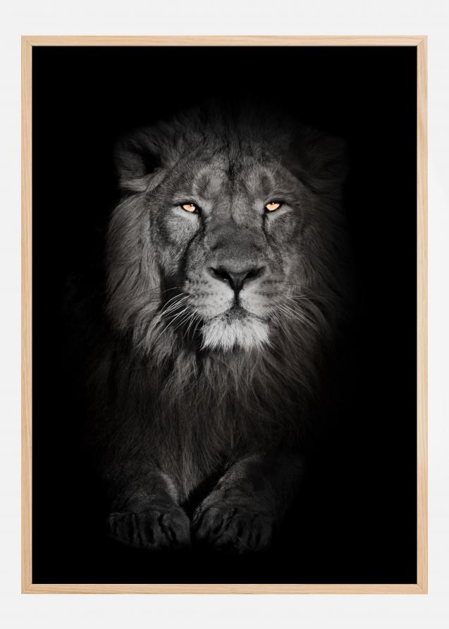Lion in black and white Juliste