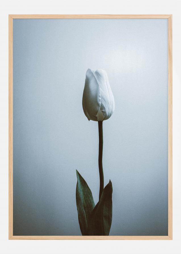 Lonely White Rose Juliste