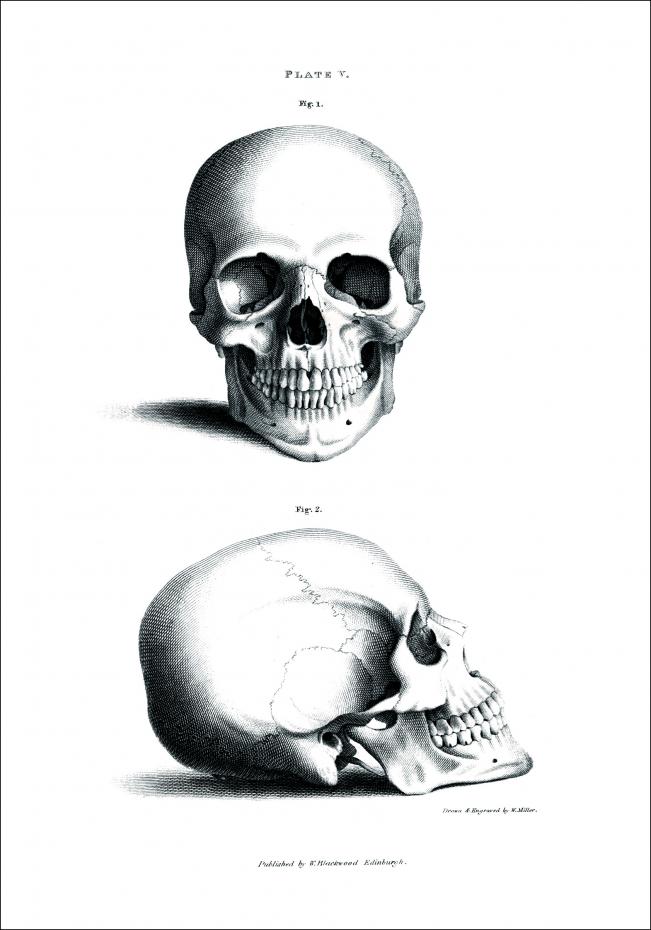 Skull 1880 Juliste
