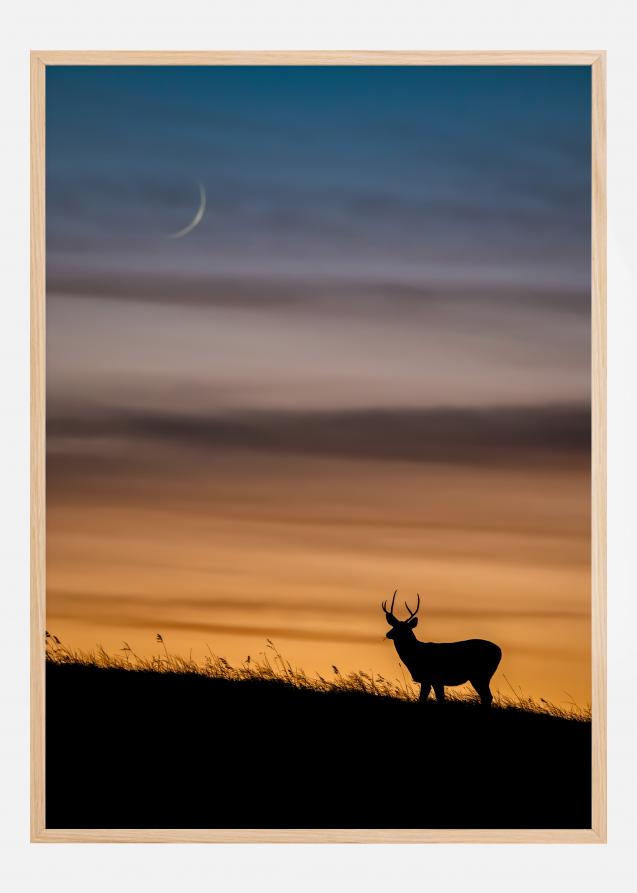 Deer In Sunset Juliste