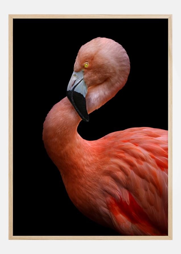 Flamingo at night Juliste