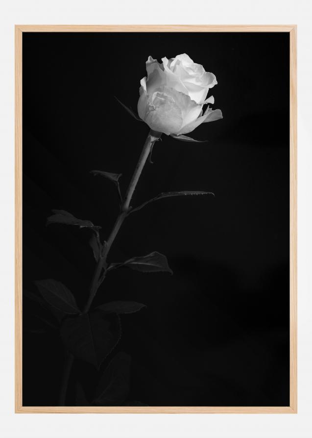 White rose Juliste