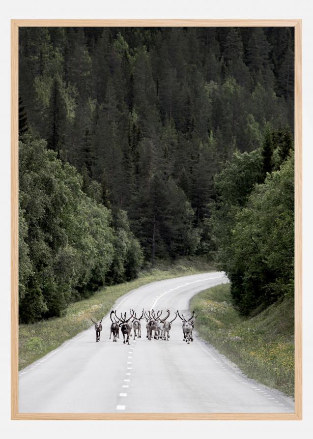 Reindeer road Juliste