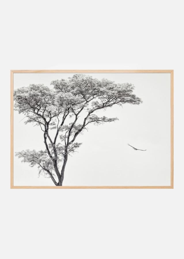 the African eagle Juliste