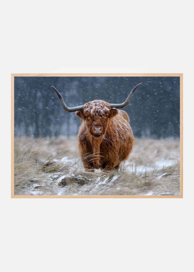 Snowy Highland cow Juliste