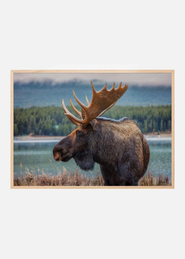 Moose Juliste