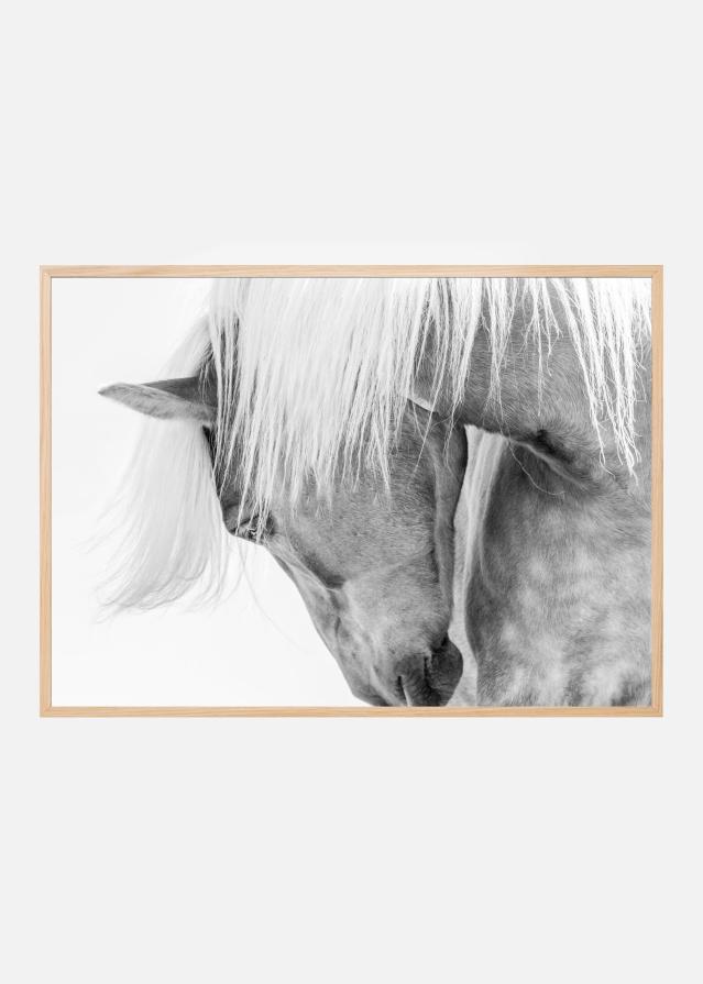 Halflinger Portrait Juliste