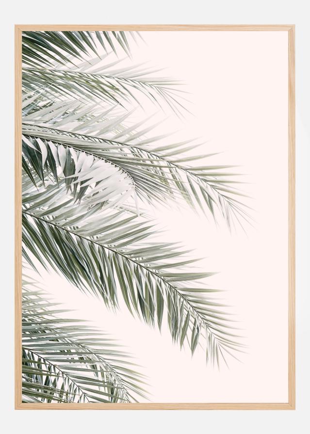 Blush Palm Leaves Juliste