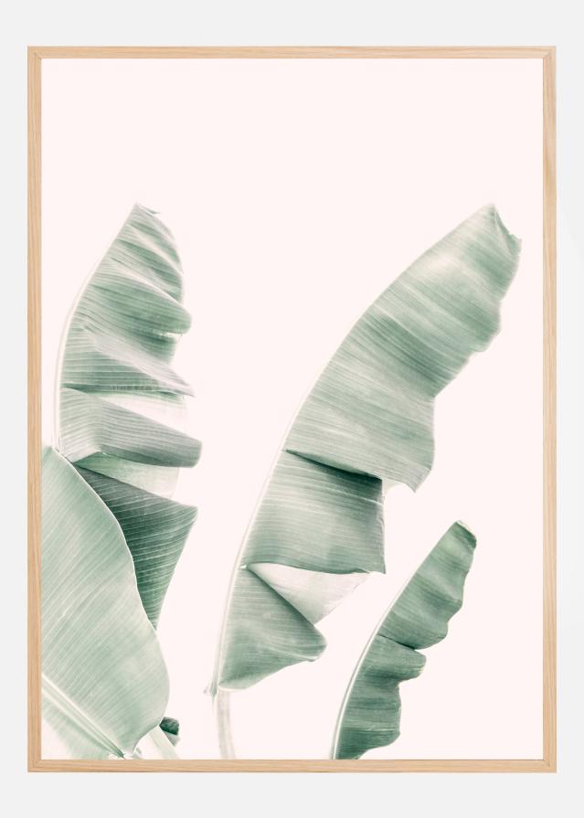 Blush Banana Leaves Juliste