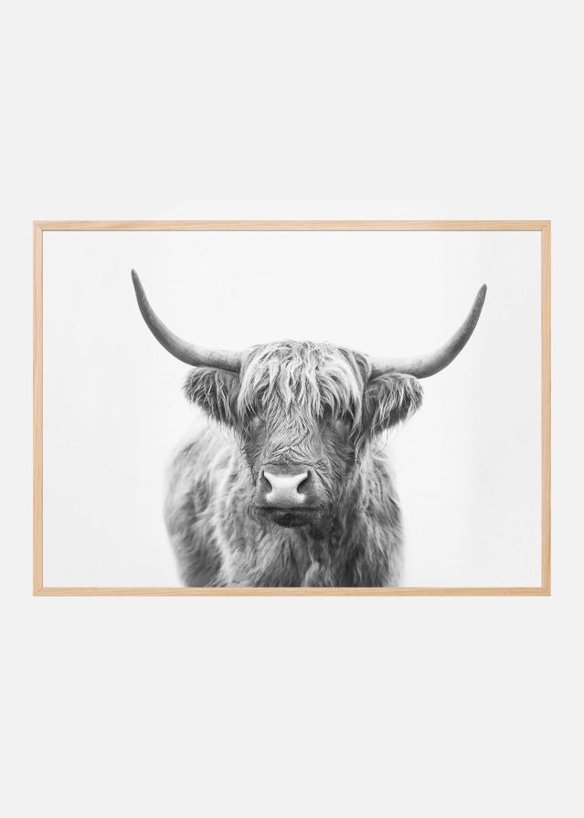 Highland Bull Juliste