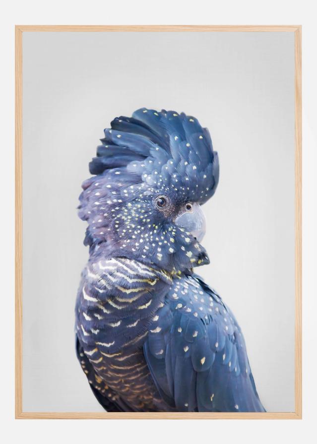 Black Cockatoo Juliste