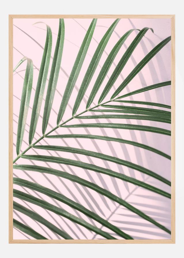 Palm Leaf Shadow Juliste