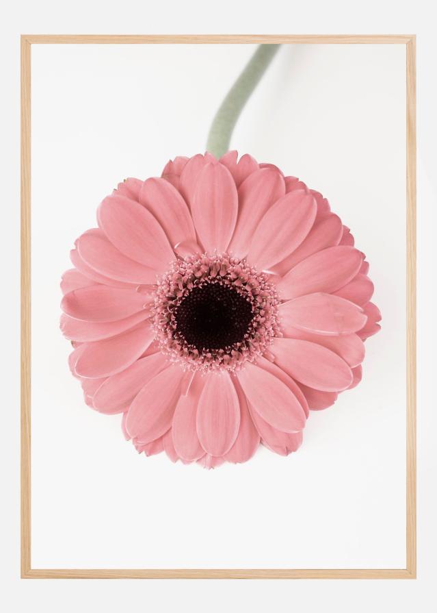 Pink Gerbera II Juliste