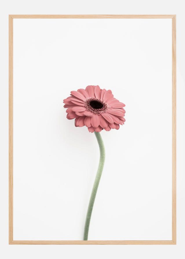 Pink Gerbera Juliste