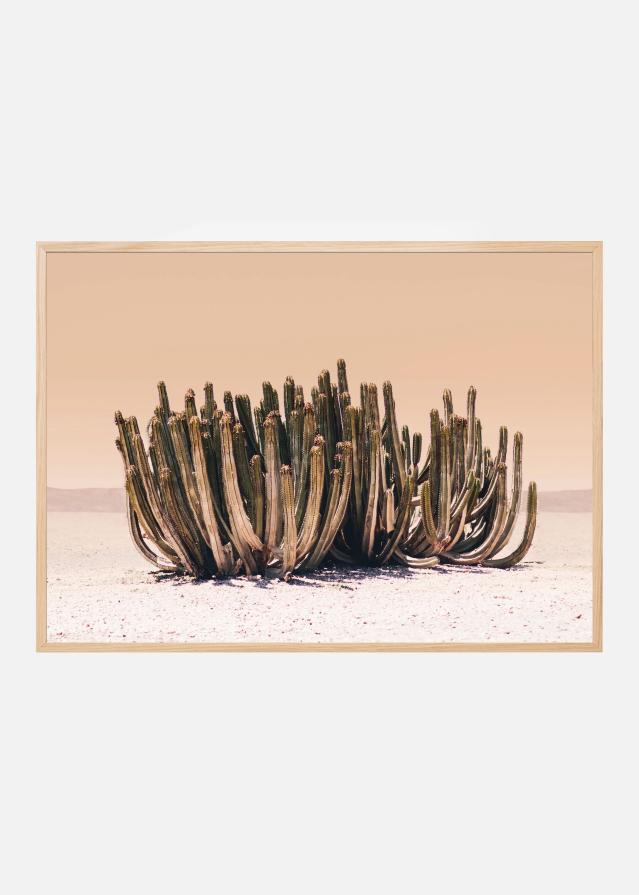 Peach Sky Cactus Juliste