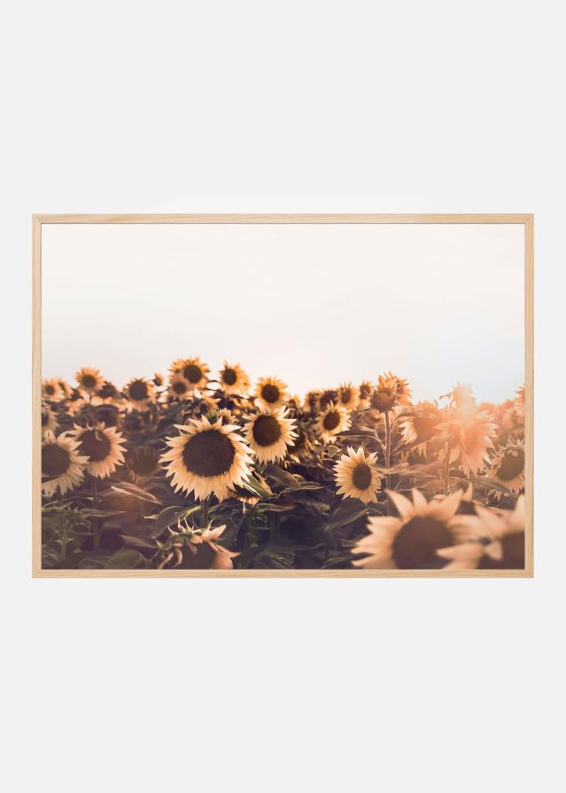 Sunflowers Juliste