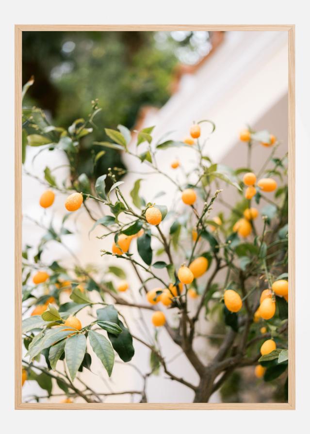 Orange Capri Juliste