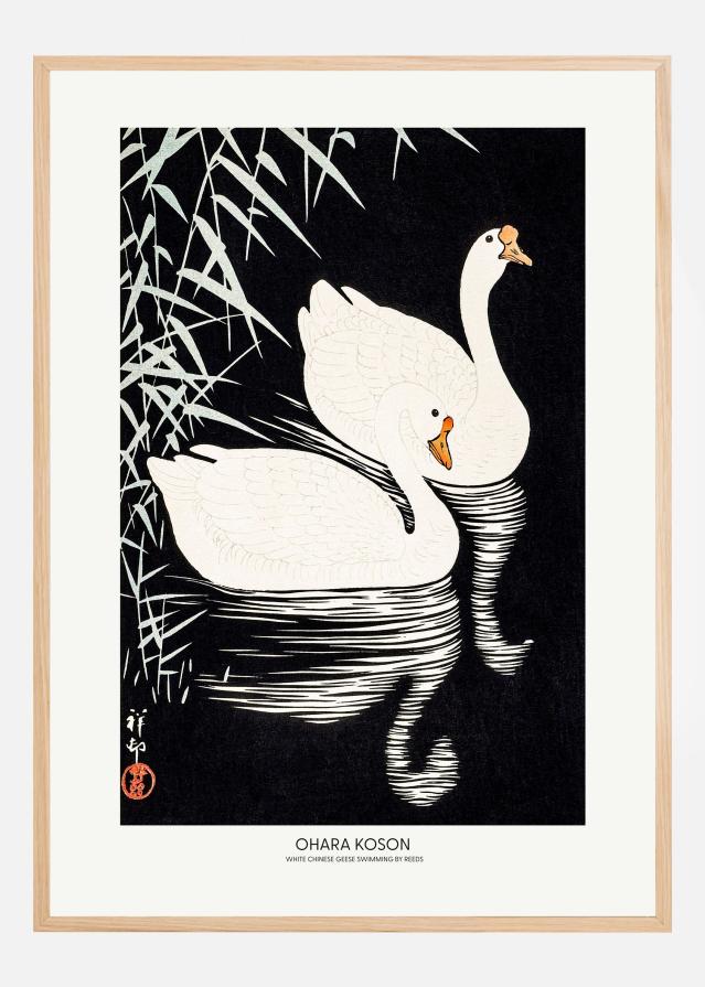 White Chinese Geese Swimming by Reeds Juliste