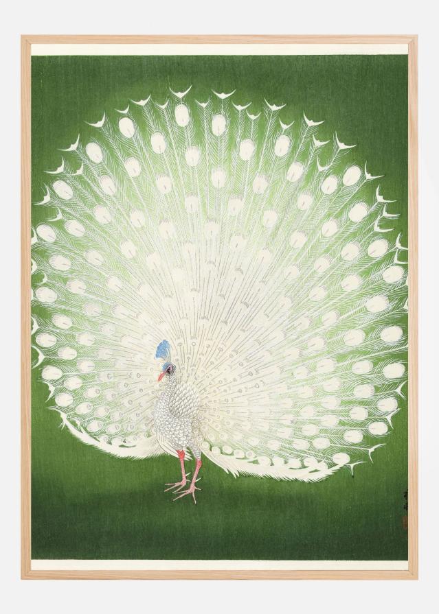 Peacock Juliste
