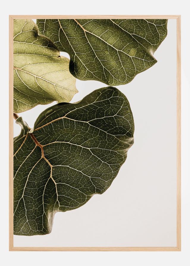 Abutifolia No1 Juliste