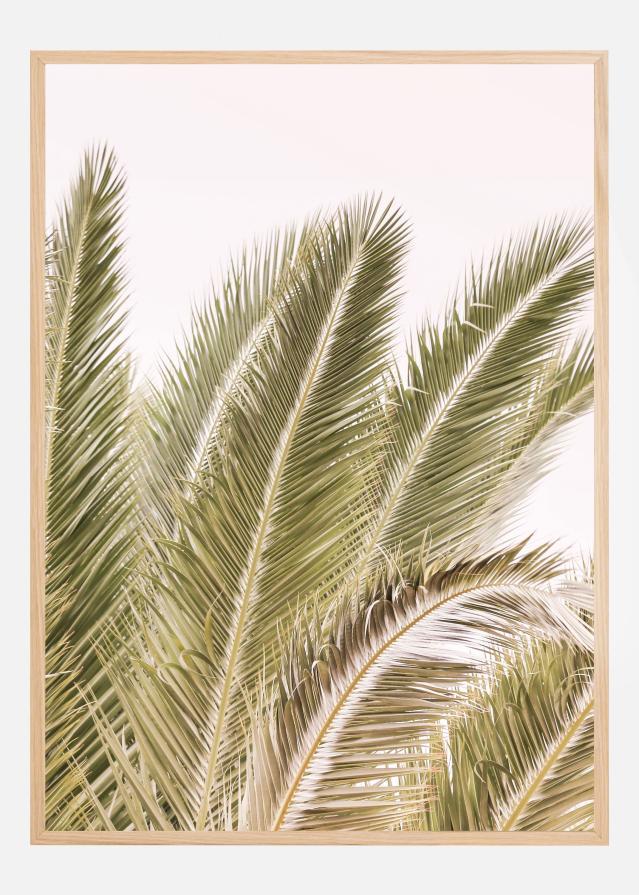 Oasis Palm 01 Oa 01 Juliste