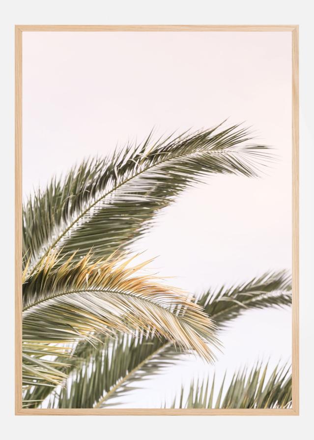 Oasis Palm 03 Juliste