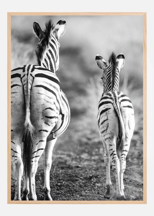 Striped Horse Back Side Juliste