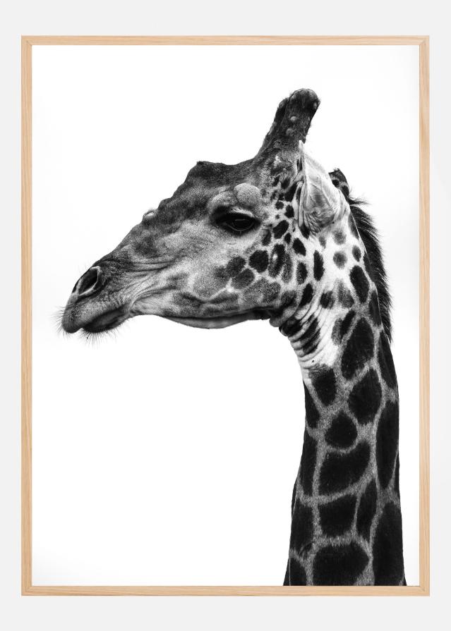 Super Safari No1 Juliste