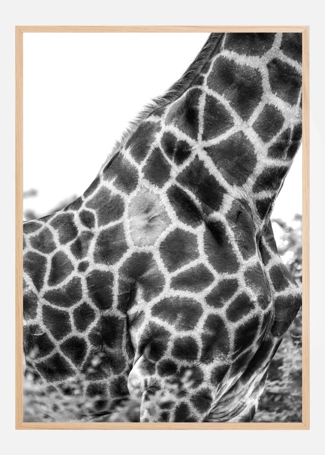 Super Safari No3 Juliste