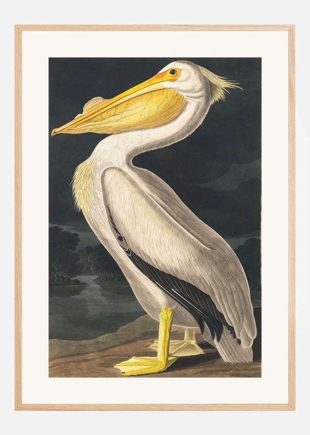 American White Pelican From Birds of America (1827) Juliste