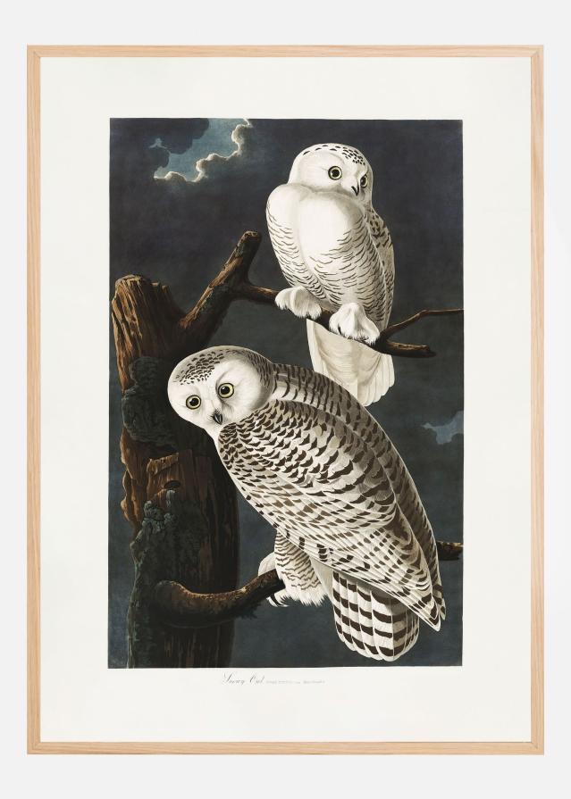 Snowy Owl From Birds of America (1827) Juliste
