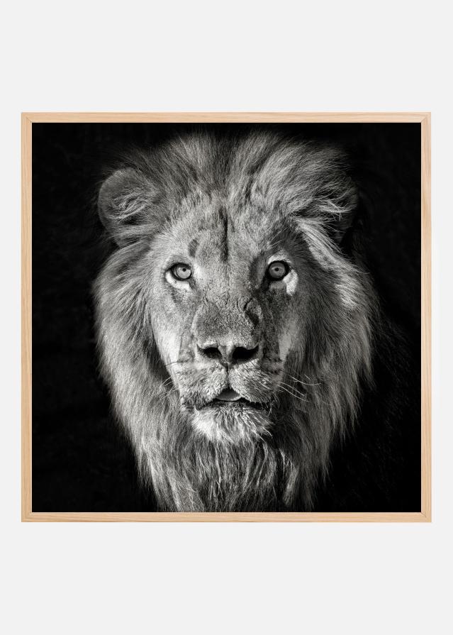 Lion Portrait- Panthera Leo Juliste