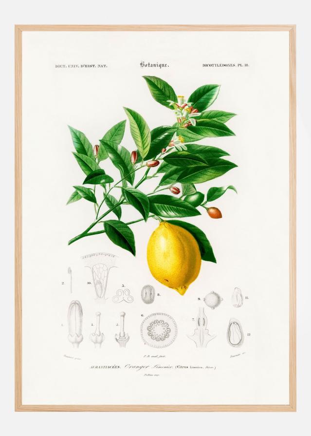 Lemon (citrus Limonium) Juliste