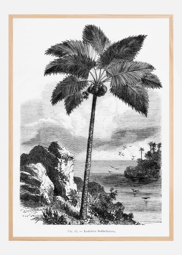 Vintage Palm Tree Drawing I Juliste
