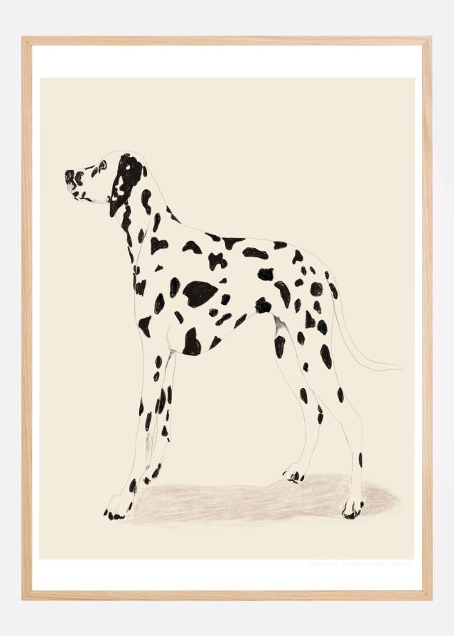 Pandc Dalmation Juliste