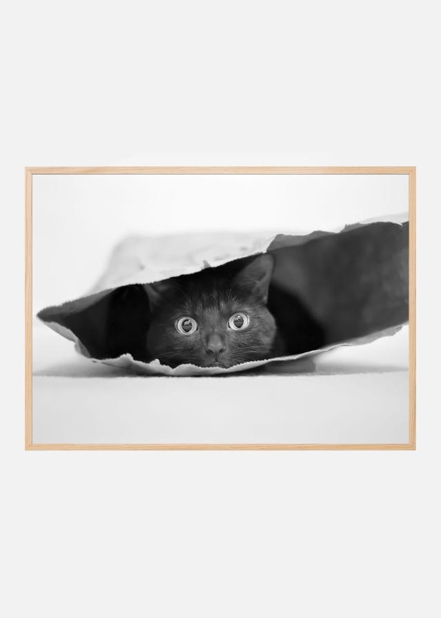 Cat in a bag Juliste