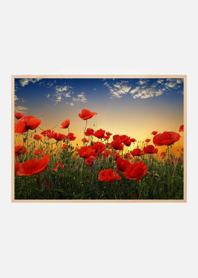 Poppies Juliste