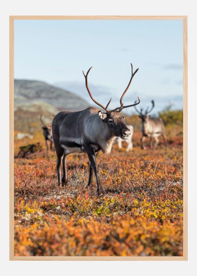 Autumn majesty Juliste