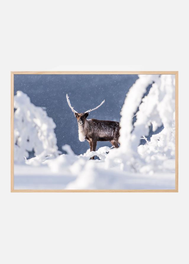 Reindeer in the frostlight Juliste