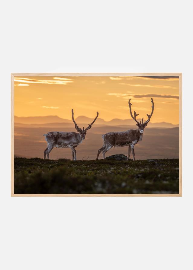 Reindeers at sunset peaks Juliste
