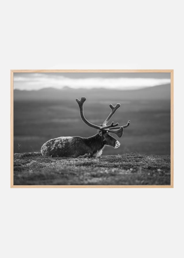 Resting reindeer Juliste