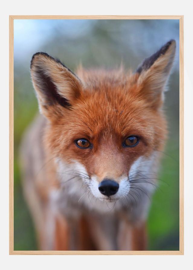 Rust in the wild Juliste