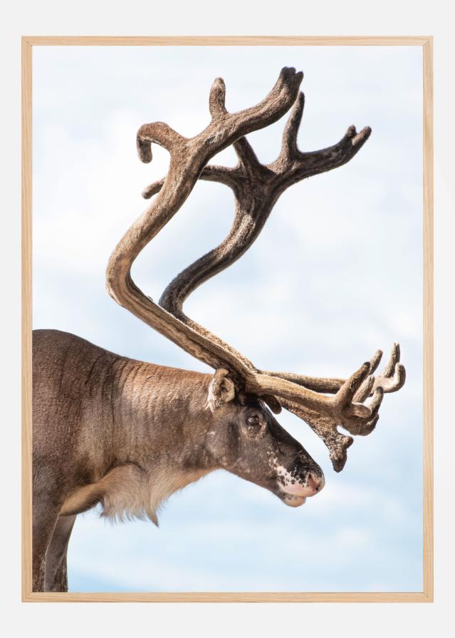 Majesty of the north Juliste