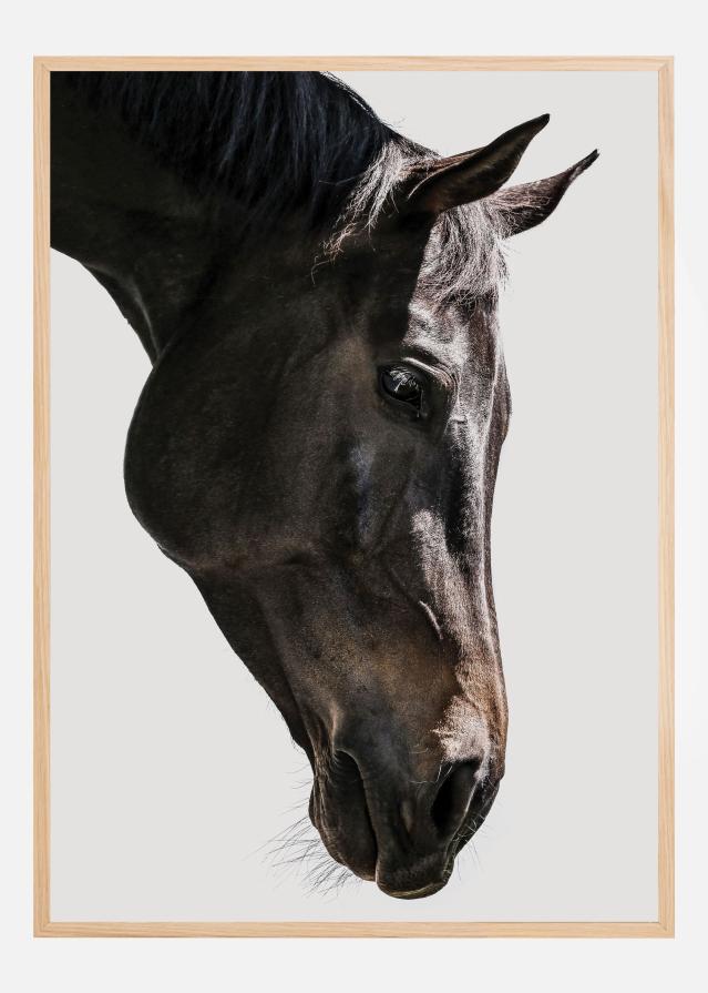 Gentle Equine Gaze Juliste