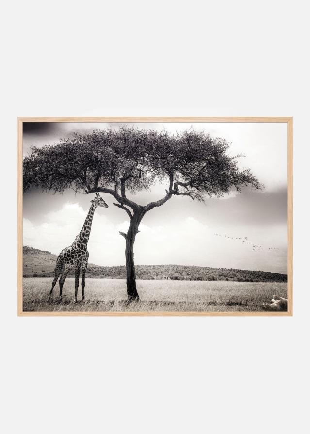 Under the African sun Juliste