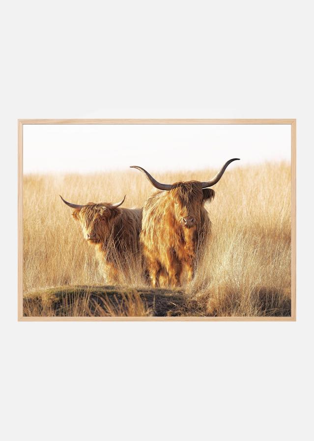 Young and old Highlander Juliste