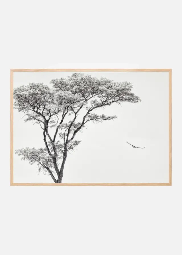 the African eagle Juliste