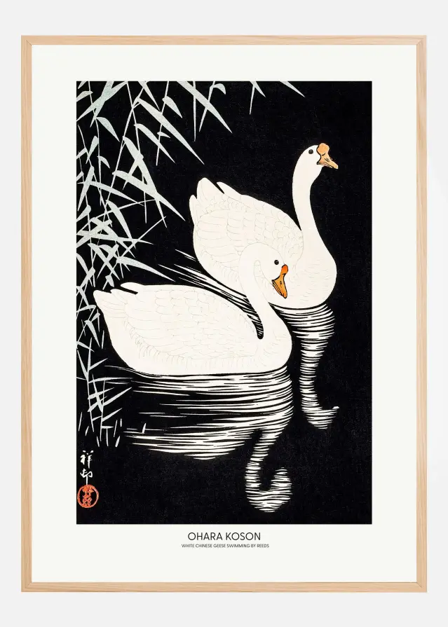White Chinese Geese Swimming by Reeds Juliste