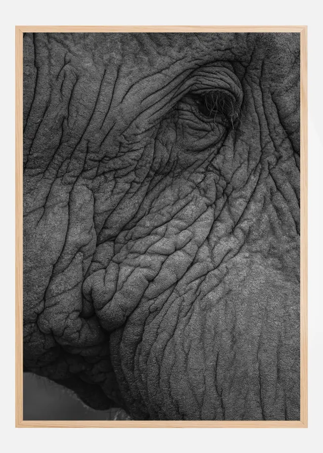 Olifant 01 Juliste